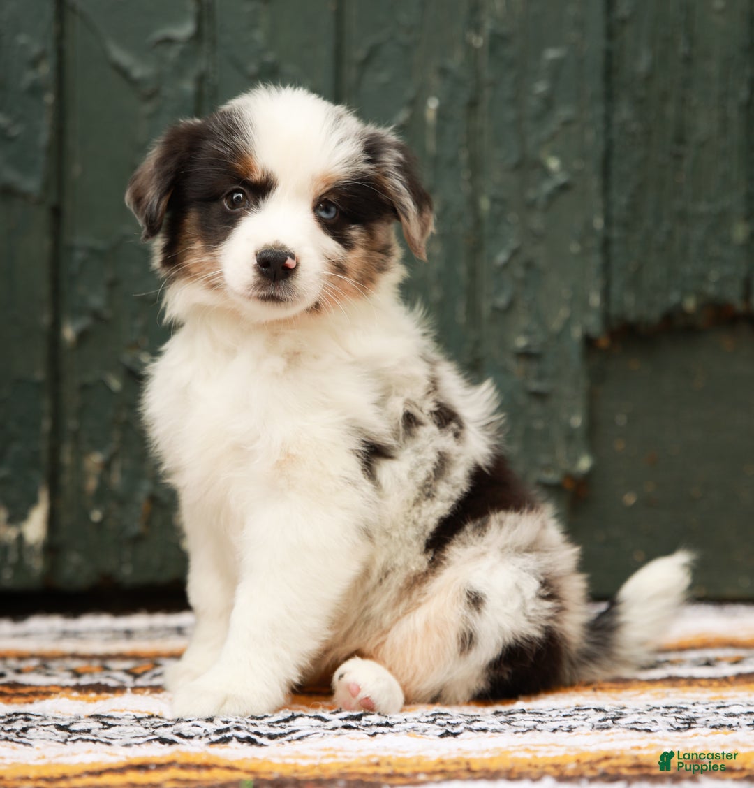 Australian Shepherd Schipperke Yorkie Mix Gumtree Sales Schipperke