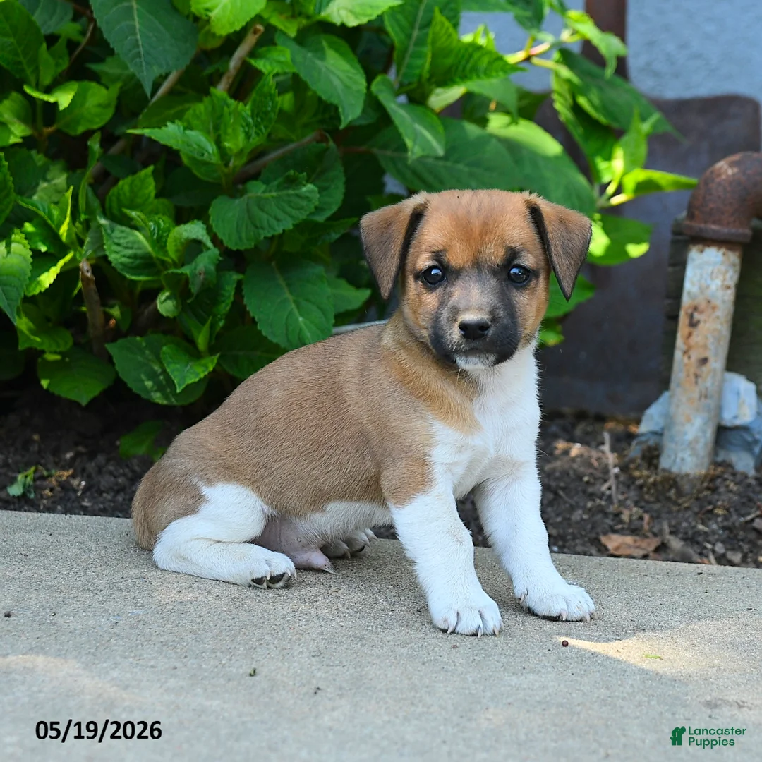 Jack Russell Terrier dogs for sale: Reuben - Ad 1