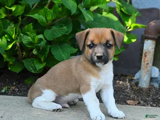 Jack Russell Terrier dogs for sale: Reuben - Ad 3