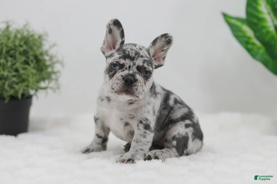French Bulldog dogs for sale: Ember - Ad 2