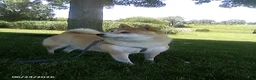 Shiba Inu dogs for sale: Michelle - Ad 4
