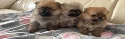 Pomeranian dogs for sale: Stacy - Ad 19