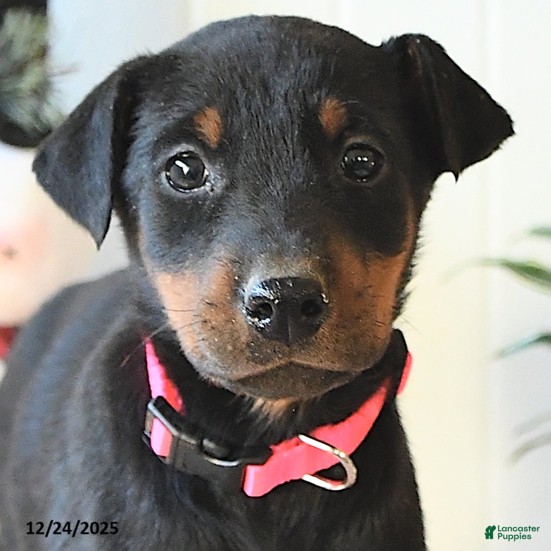 Doberman Pinscher dogs for sale: Becca - Ad 4