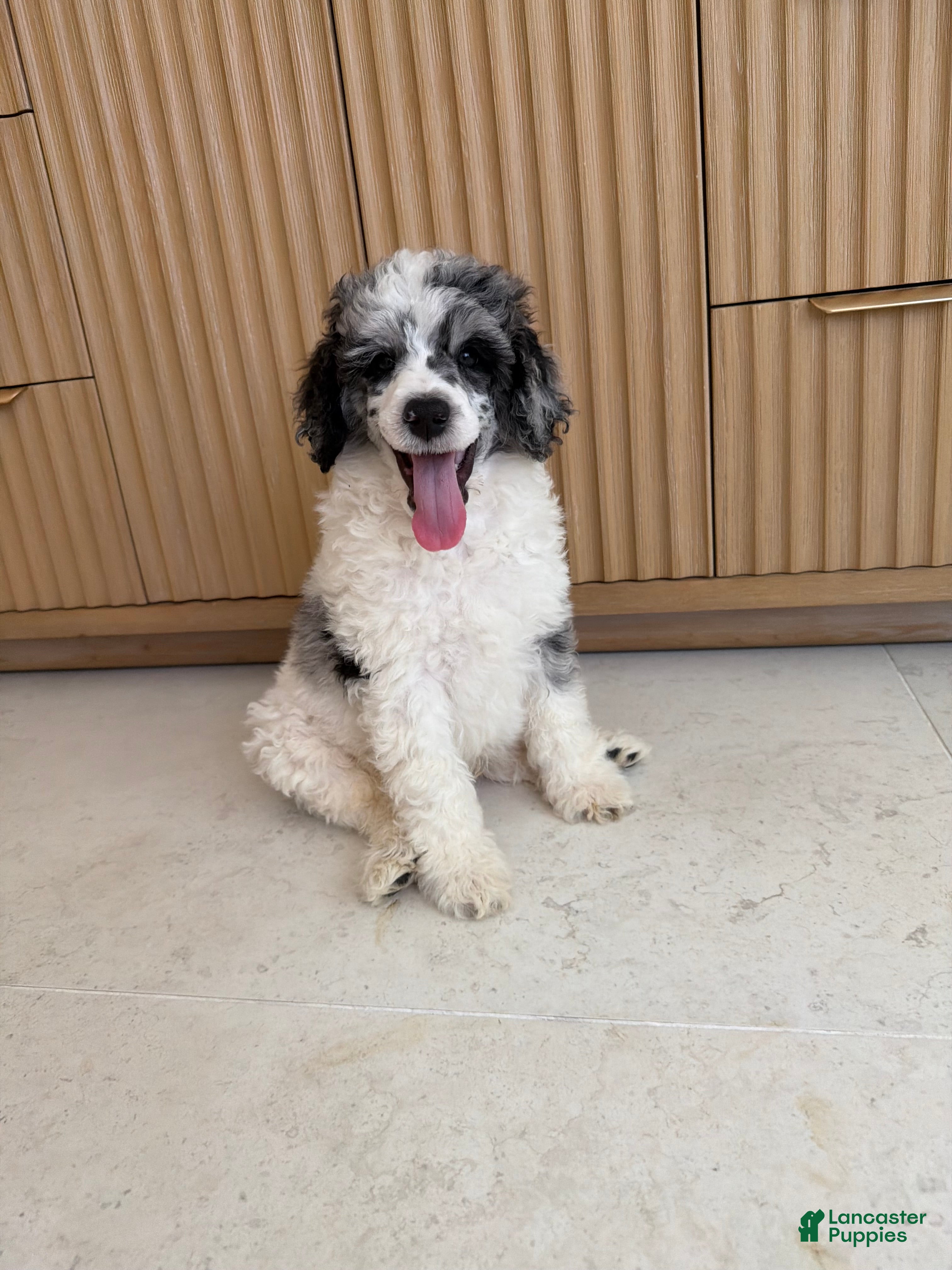 Standard Poodle dogs Goose  - Ad 2