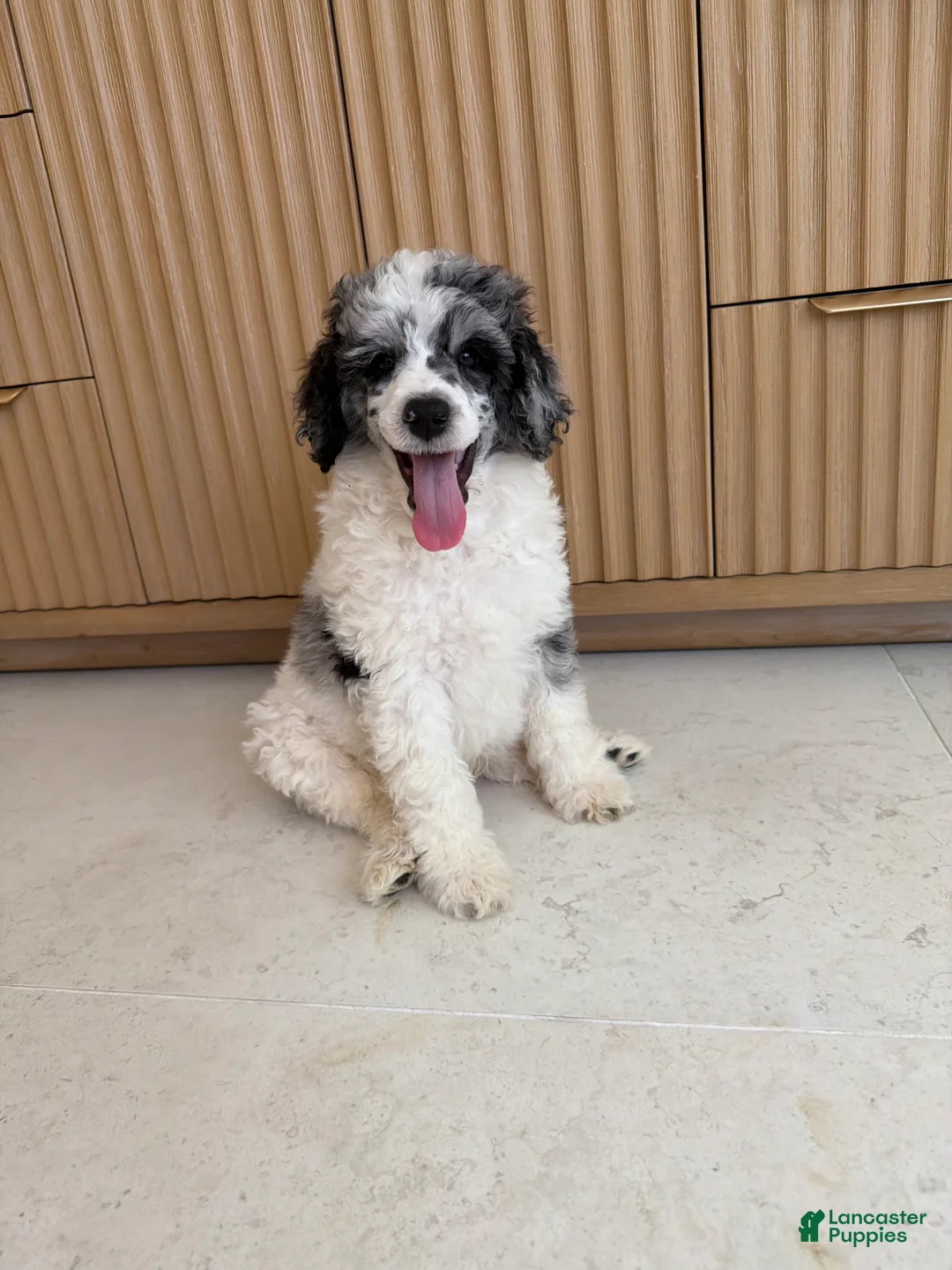 Standard Poodle dogs for sale: Goose  - Ad 2