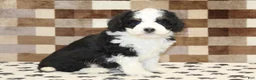 Mini Bernedoodle dogs for sale: Kelly - Ad 4