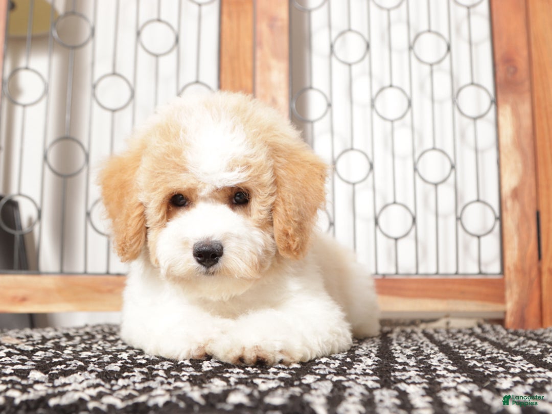 Bichpoo dogs for sale: Jodi  - Ad 3