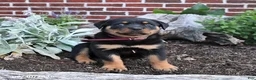 Rottweiler dogs for sale: Bailey - Ad 4