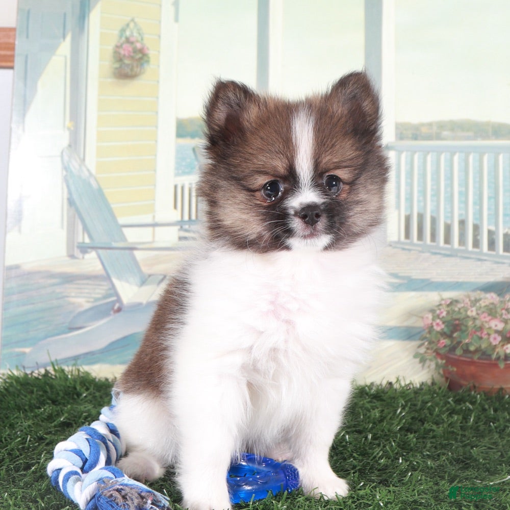 Pomeranian dogs Davey-Sweet Little Pomeranian Puppy - Ad 2