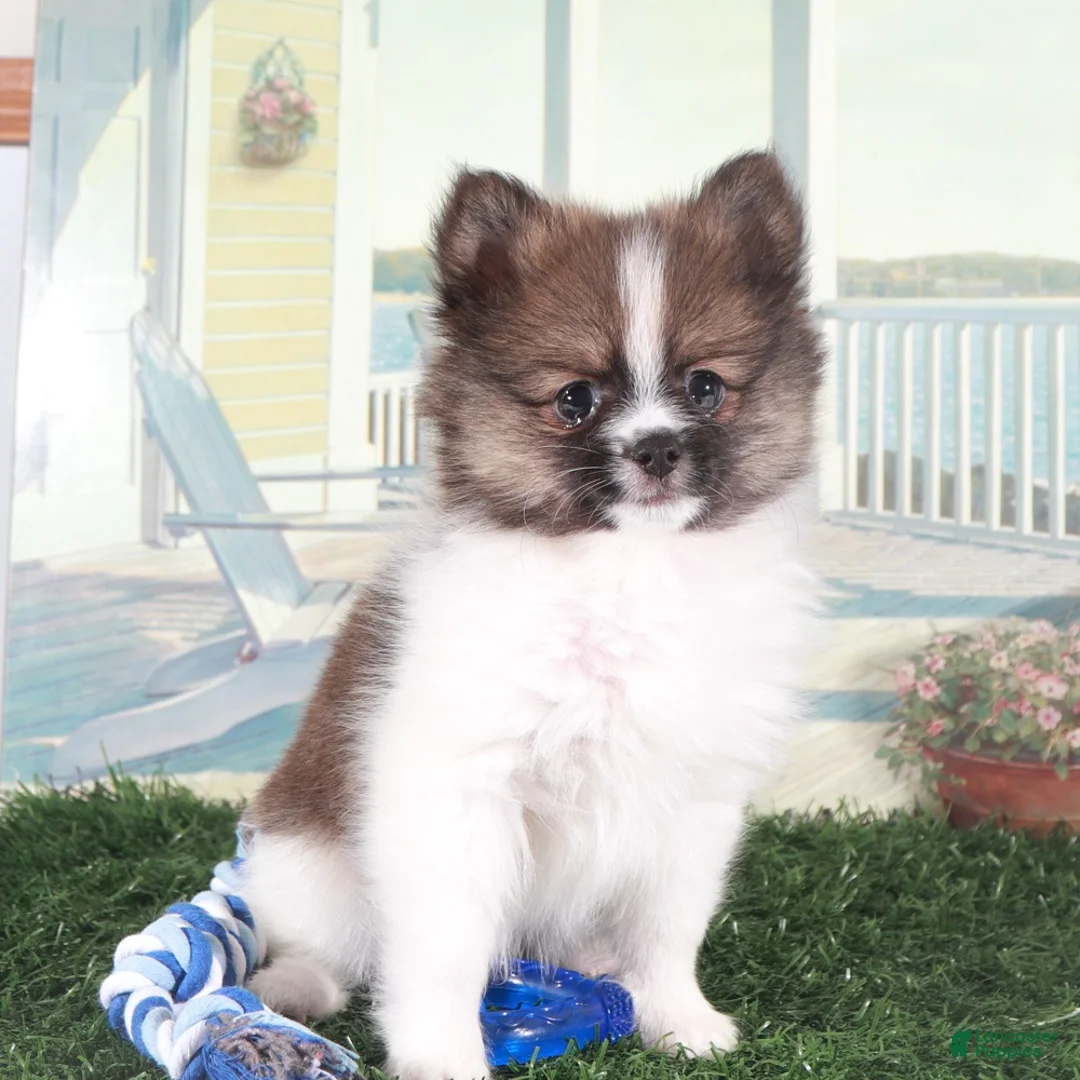 Pomeranian dogs for sale: Davey-Sweet Little Pomeranian Puppy - Ad 2