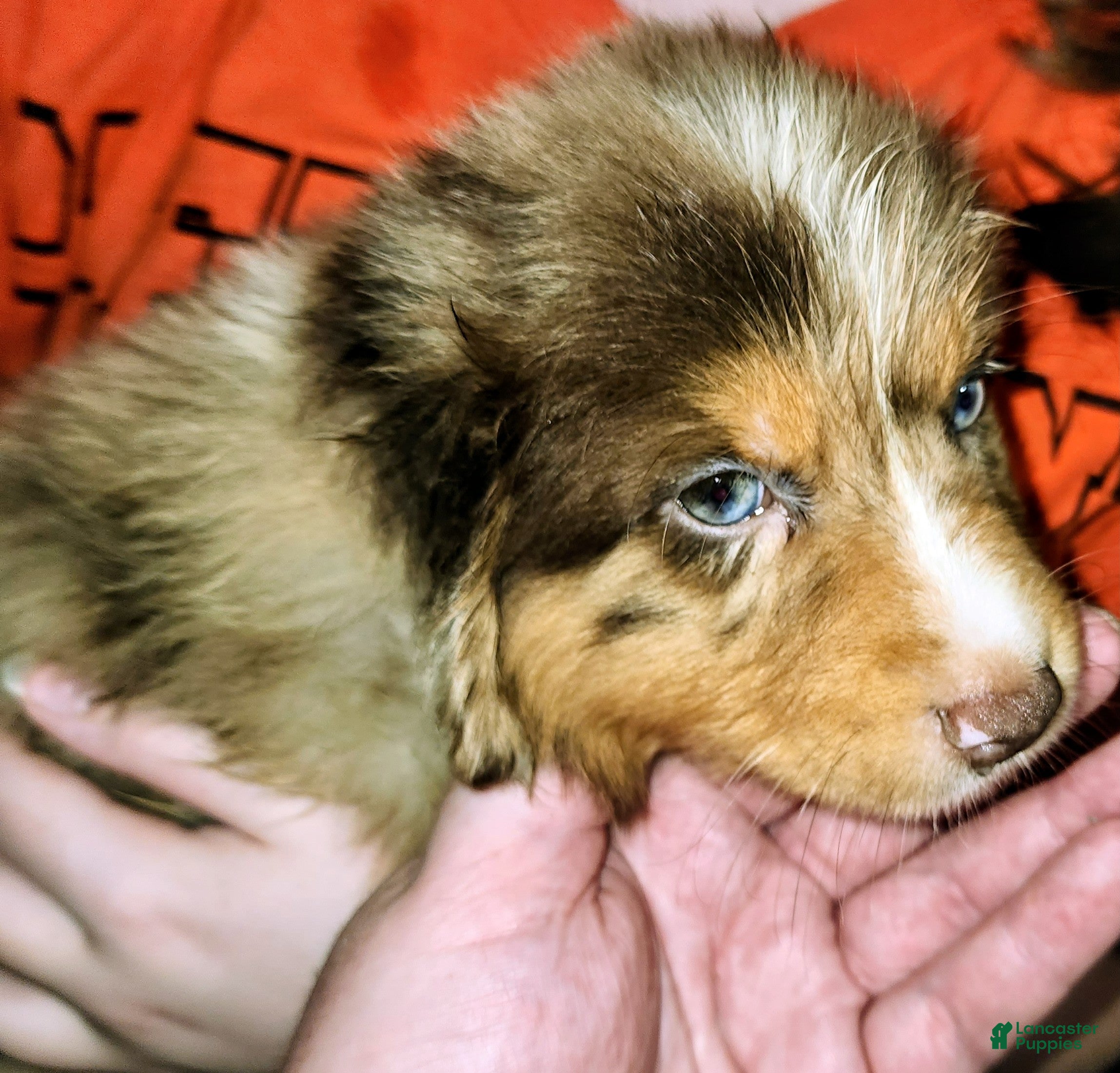 Australian Shepherd dogs Chris - Ad 1