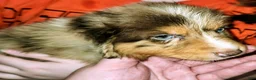 Australian Shepherd dogs for sale: Chris - Ad 1