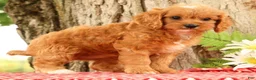Cavapoo dogs for sale: Jenny - Ad 3