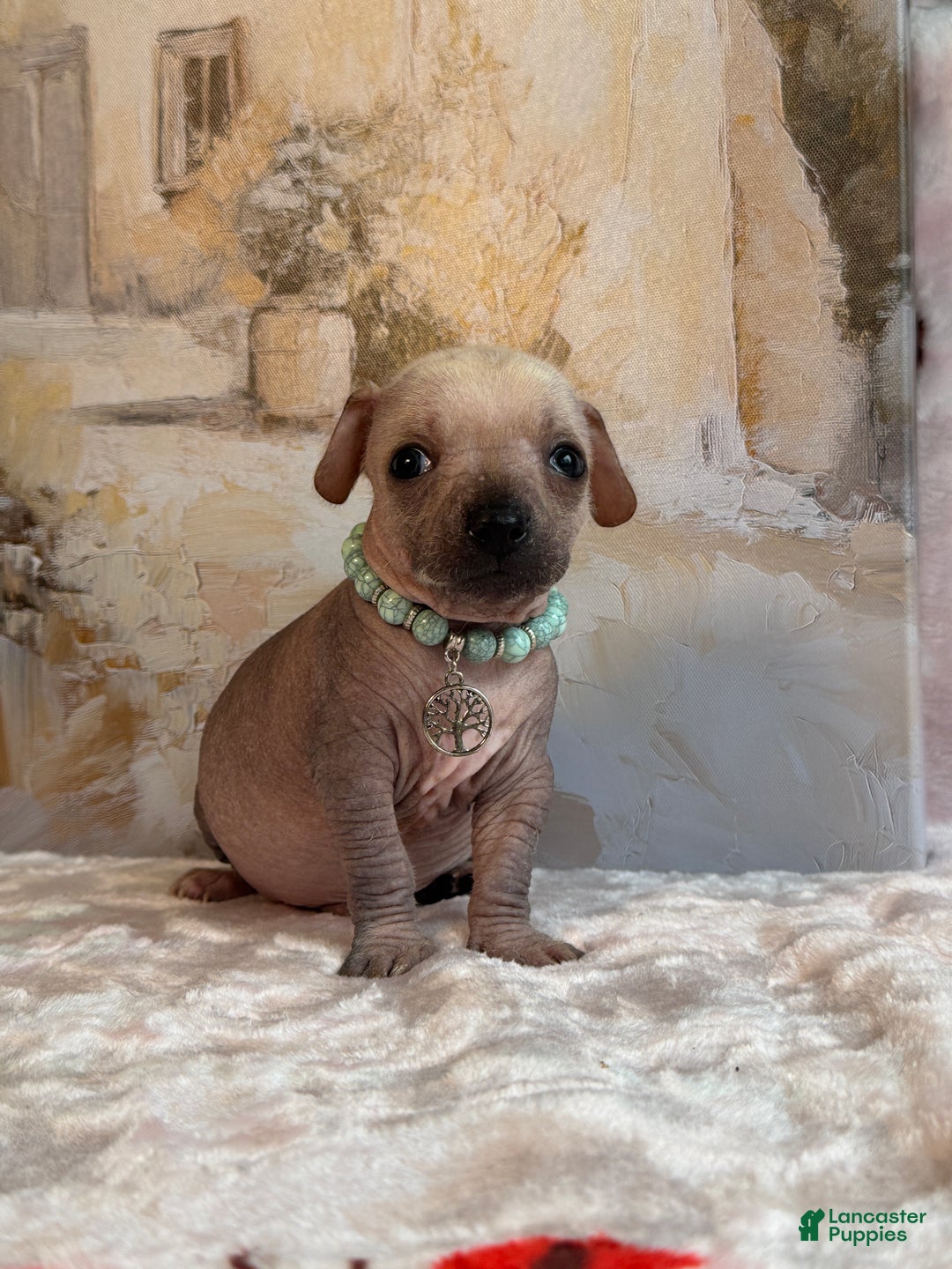 Mixed Breed dogs for sale: Ramstein  - Ad 16