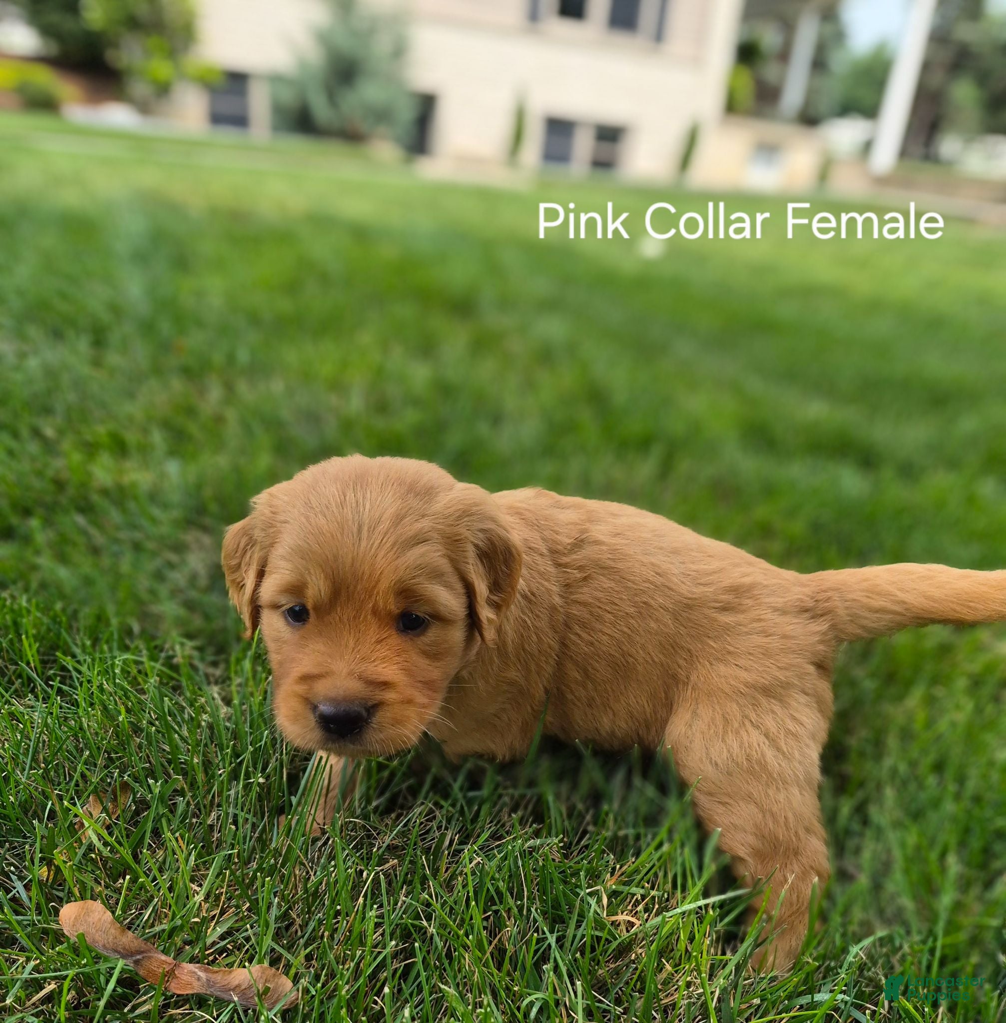 Golden Retriever dogs Lilly (Purple Collar) - Ad 2