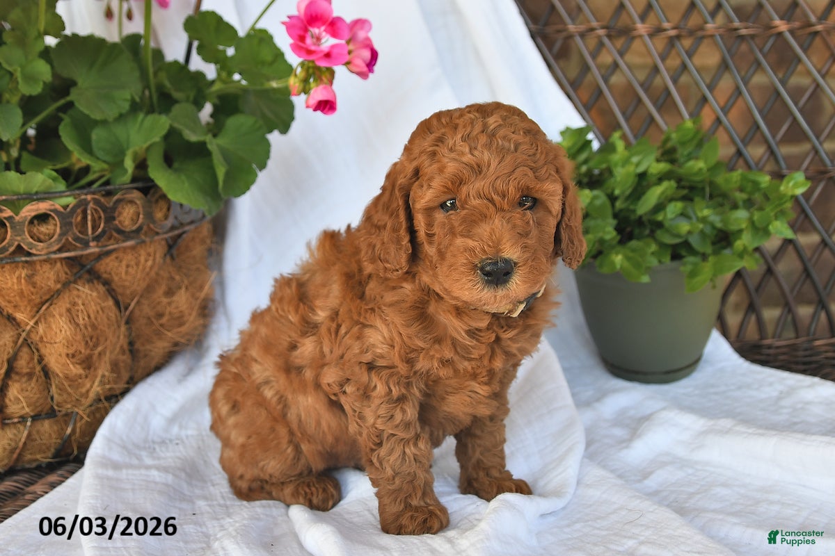 Mini Goldendoodle dogs for sale: Musket - Ad 4