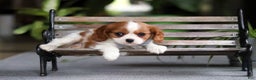 Cavalier King Charles Spaniel dogs for sale: Asher - Ad 3