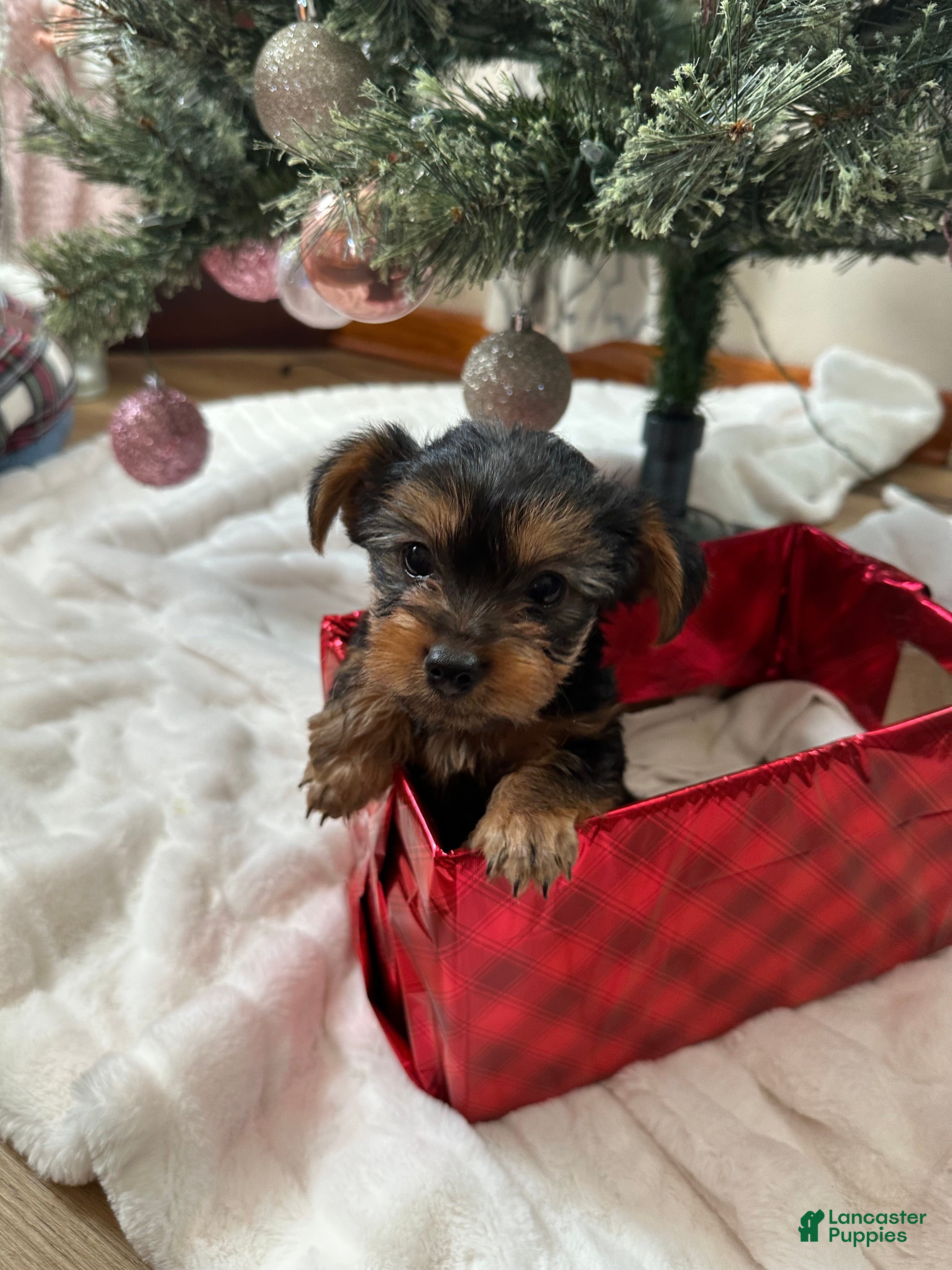 Yorkshire Terrier dogs Yorkshire Terrier Puppy 1 - Ad 36