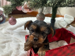 Yorkshire Terrier dogs Yorkshire Terrier Puppy 1 - Ad 36