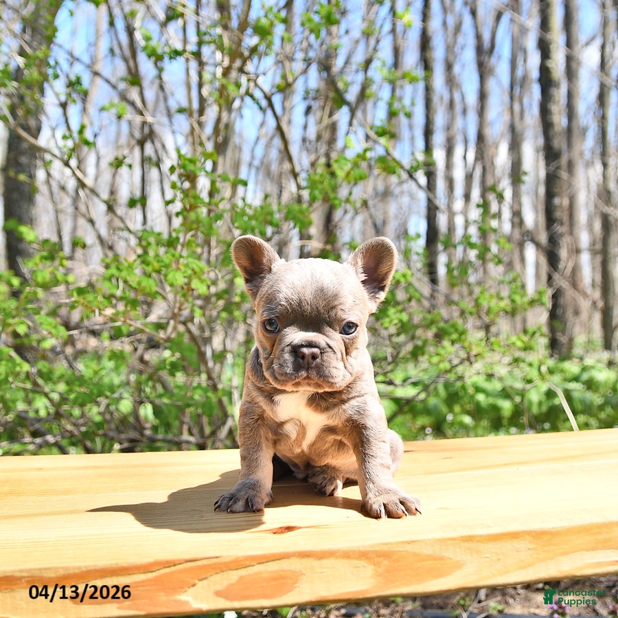 French Bulldog dogs Bella   - Ad 1