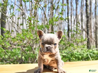 French Bulldog dogs for sale: Bella - Ad 1