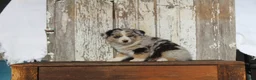 Australian Cattle Dog dogs for sale: Teddy - Ad 5