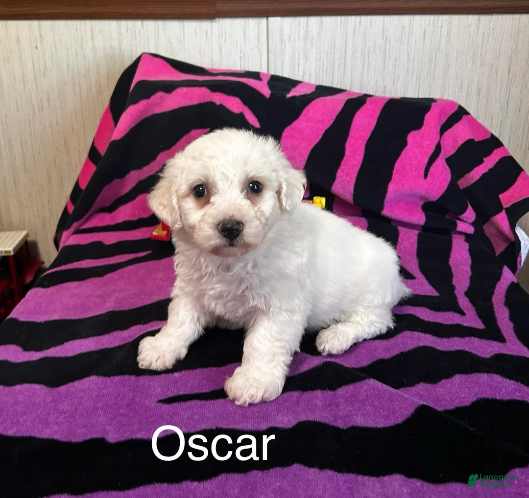 Bichon Frise dogs for sale: Bichon Frise 2 Oscar - Ad 1