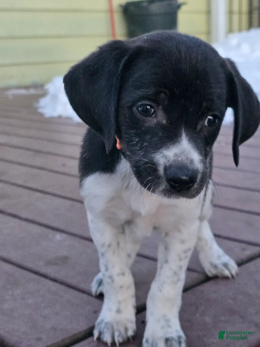 Other breed dogs for sale: Snuggles - Ad 6