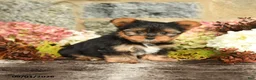 Yorkshire Terrier dogs for sale: Nathan - Ad 4