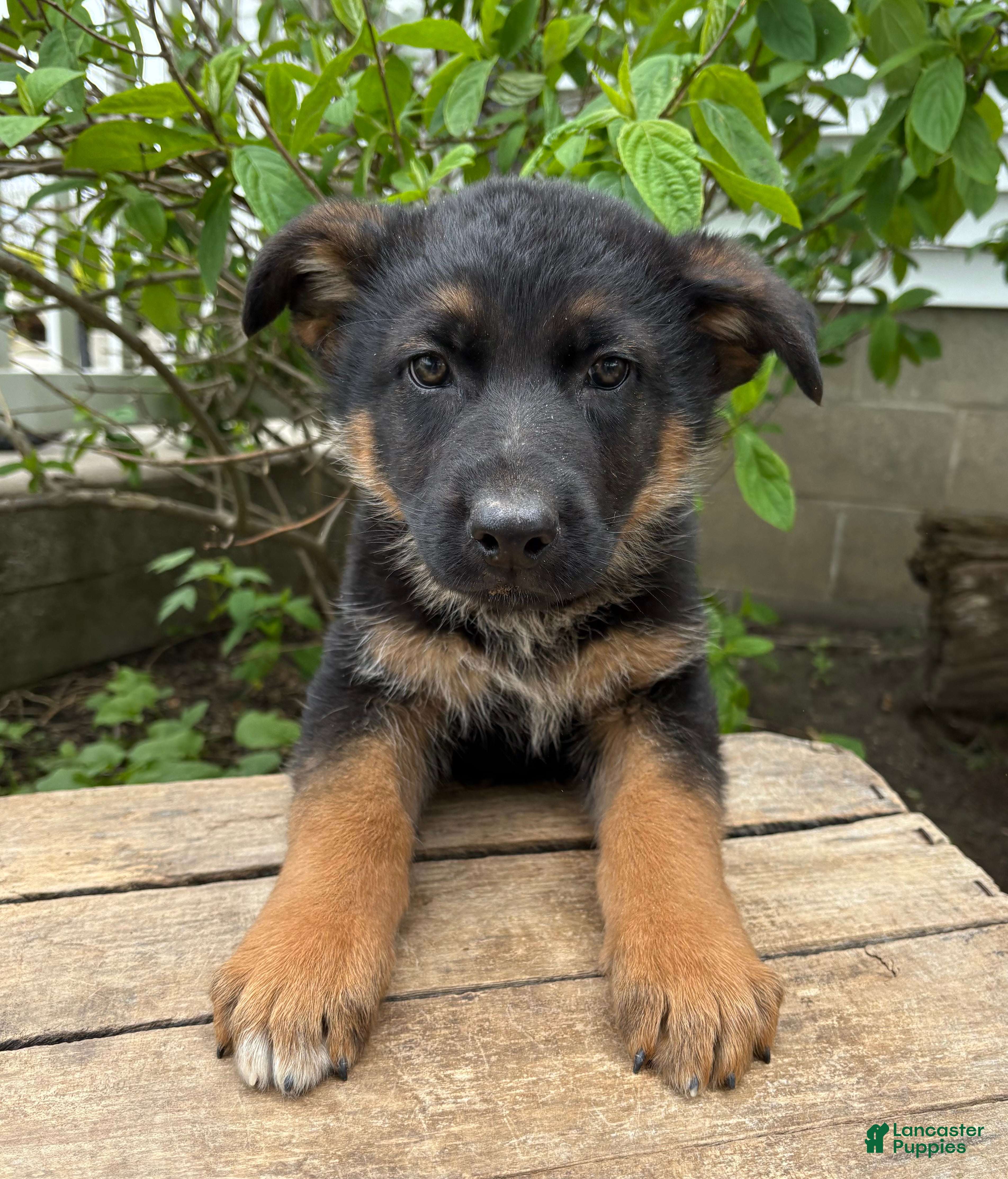 German Shepherd dogs Simba - Ad 1