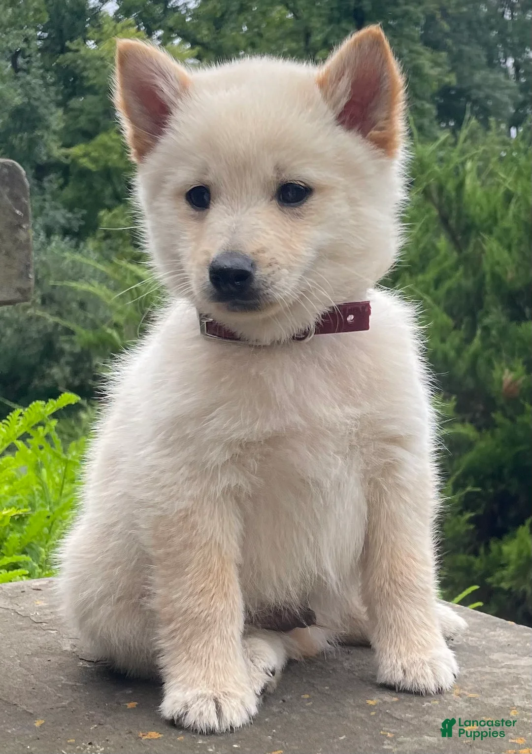 Schipperke dogs for sale: Captain  - Ad 2