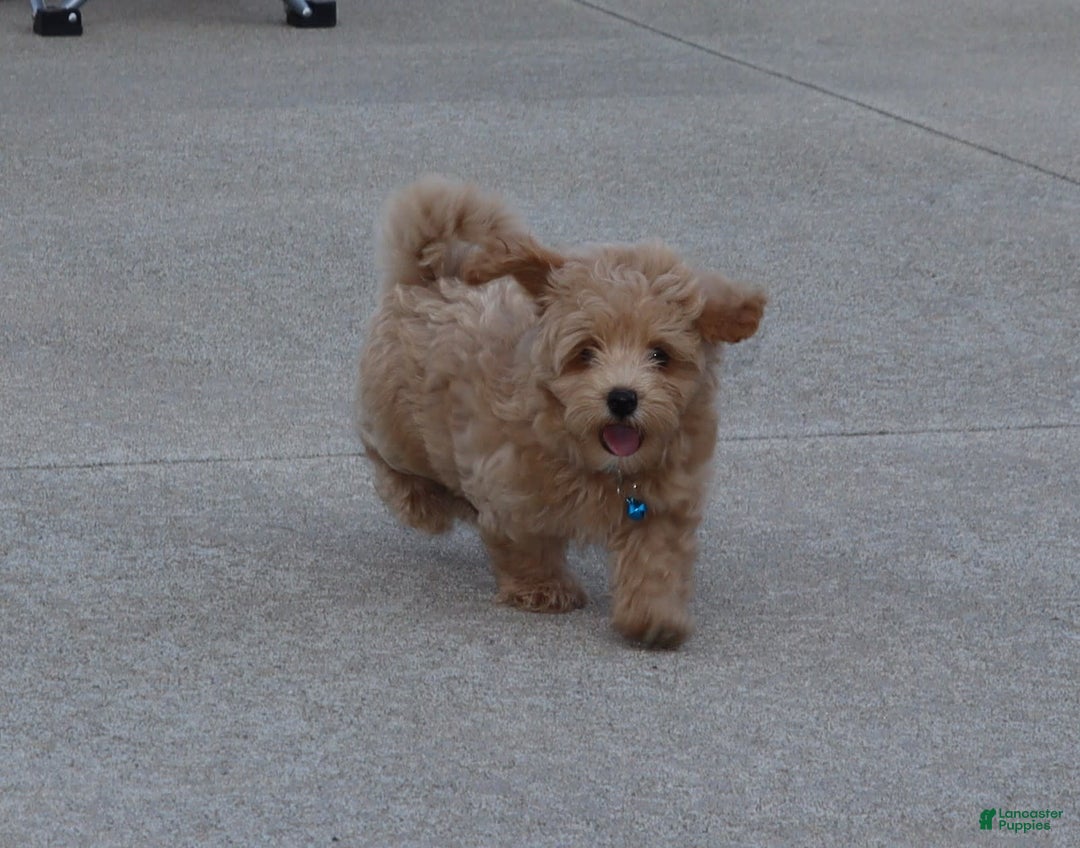 Havapoo dogs for sale: Chase 👨‍👨‍👦‍👦💞🐕 - Ad 5