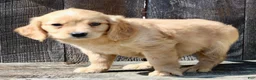 Miniature Golden Retriever dogs for sale: Tulip Female Mini Golden Retriever  - Ad 8