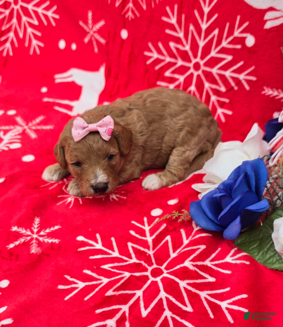 Mini Goldendoodle dogs for sale: Garland - Ad 11