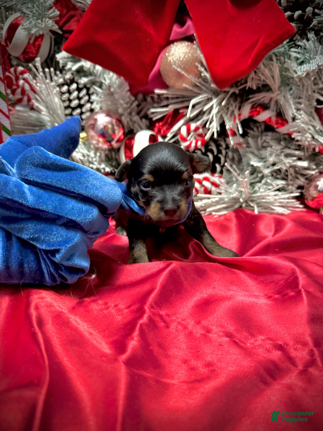 Yorkshire Terrier dogs for sale: Rigatoni  - Ad 9