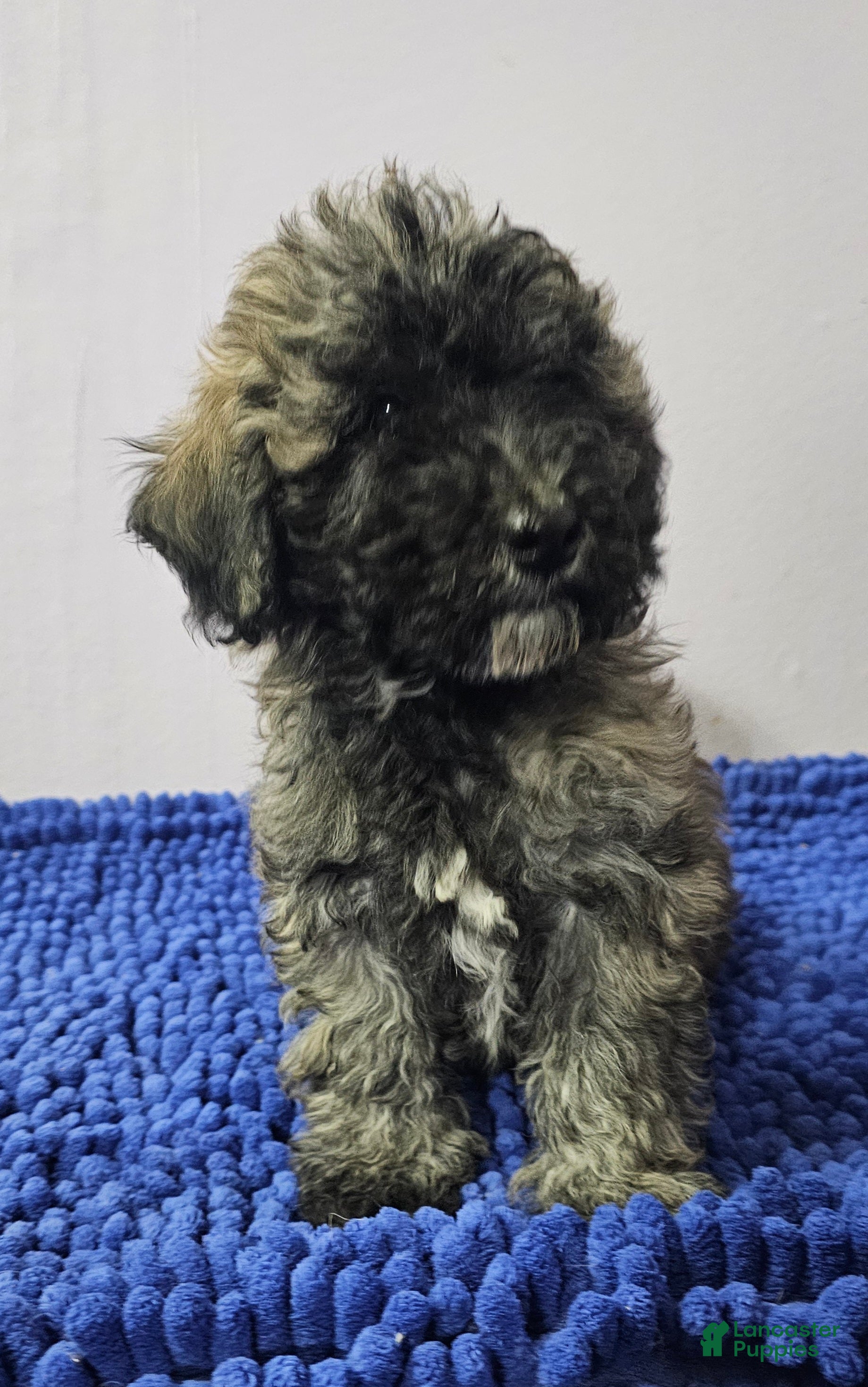 Goldendoodle dogs  Puppy 1 - Ad 39