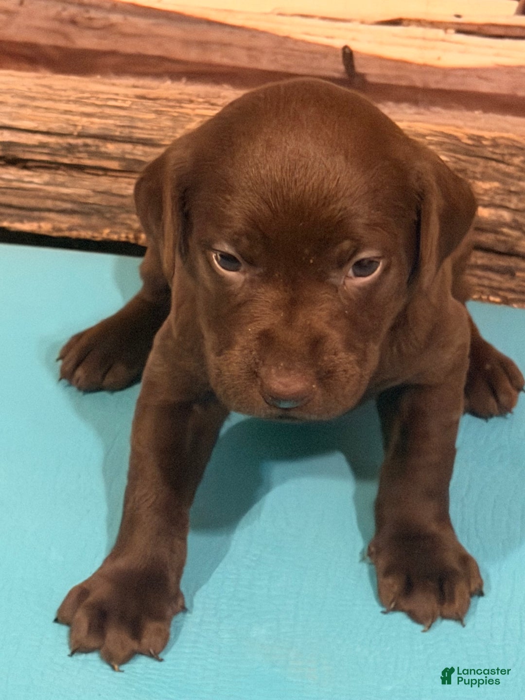 Labrador Retriever dogs for sale: Labrador Retriever MIAMI - Ad 2