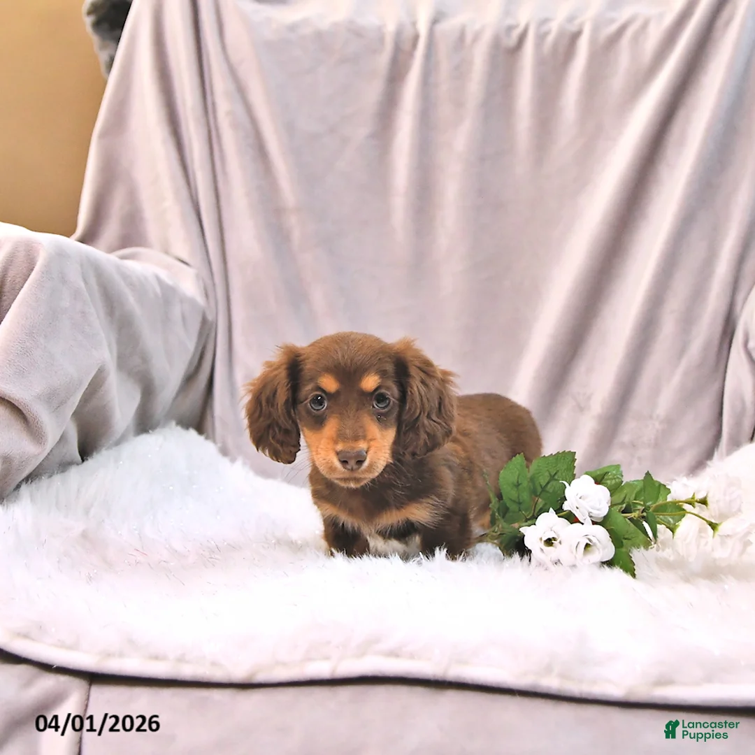 Miniature Dachshund dogs for sale: Kylie - Ad 2