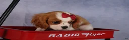Cavalier King Charles Spaniel dogs for sale:  Nugget🐾 - Ad 11