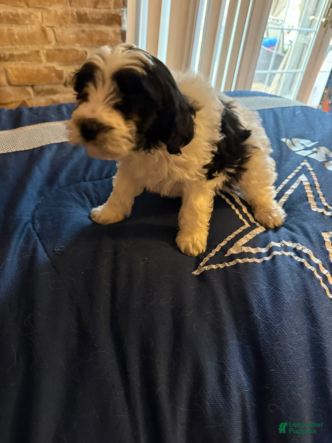 Cavapoo dogs for sale: Panda - Ad 2