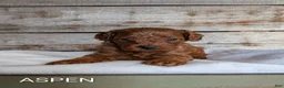 Cavapoo dogs for sale: Woody - Ad 6