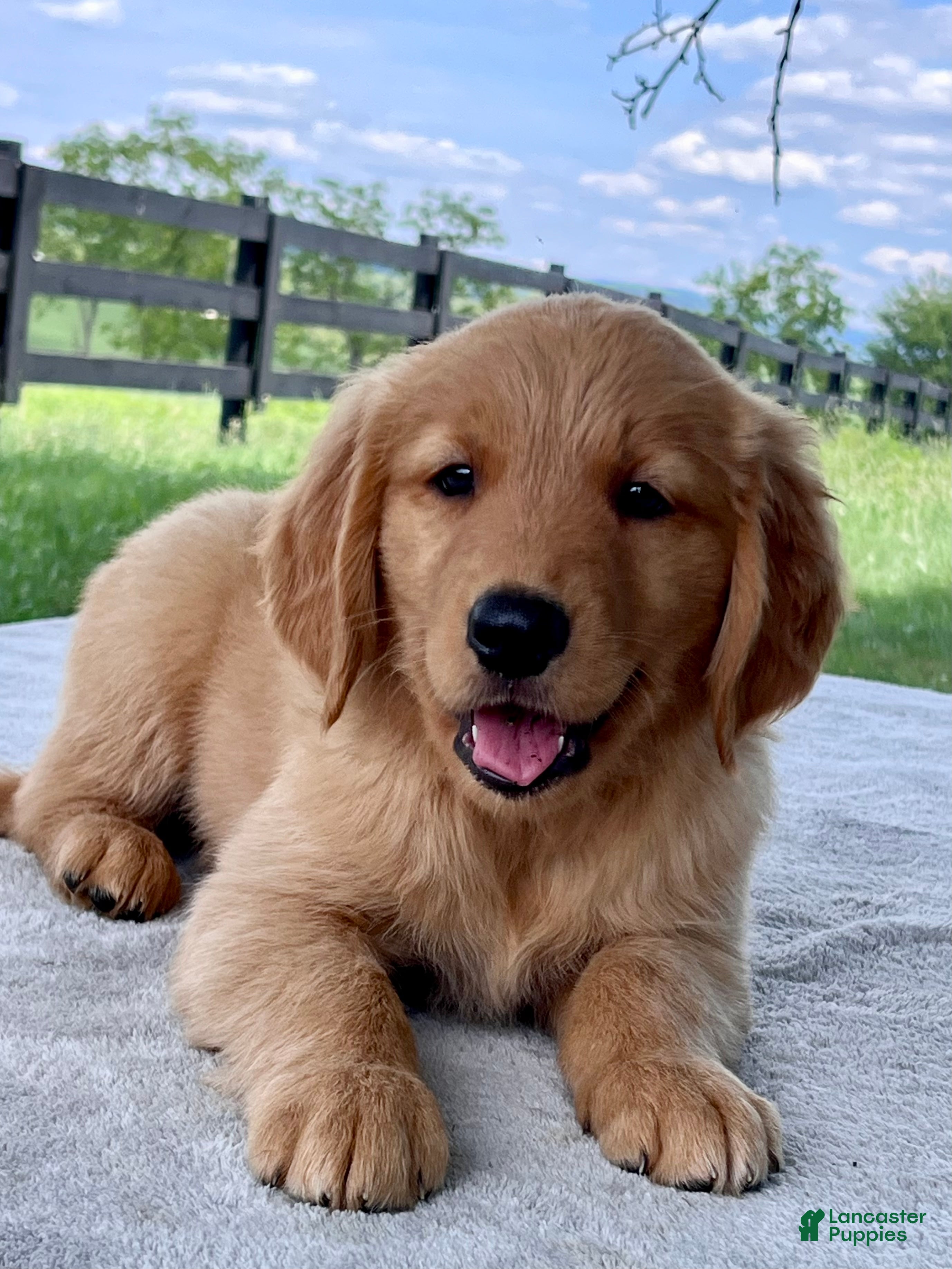 Golden Retriever dogs Dawson - Ad 1