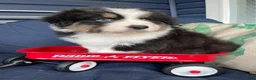 Australian Shepherd dogs for sale: Australian Shepherd- Buddy - Ad 4