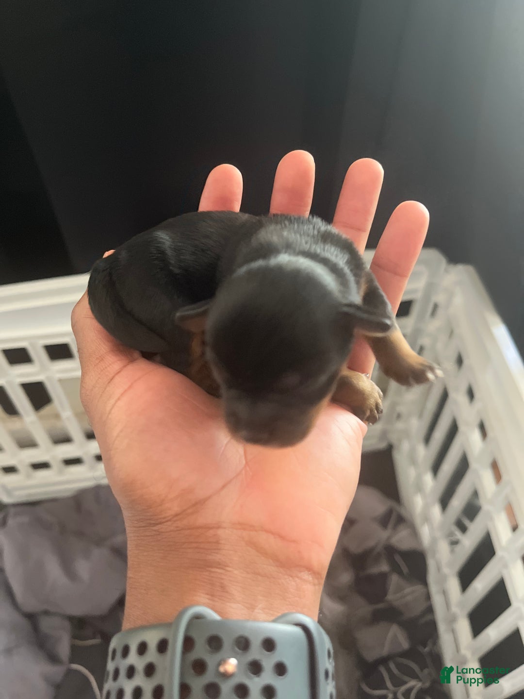 Yorkiepoo dogs for sale: Yorkiepoo Puppy 1 (Cinco) - Ad 4