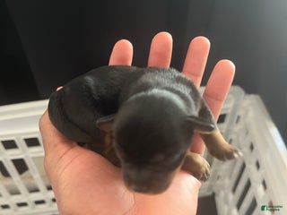 Yorkiepoo dogs - Ad 11