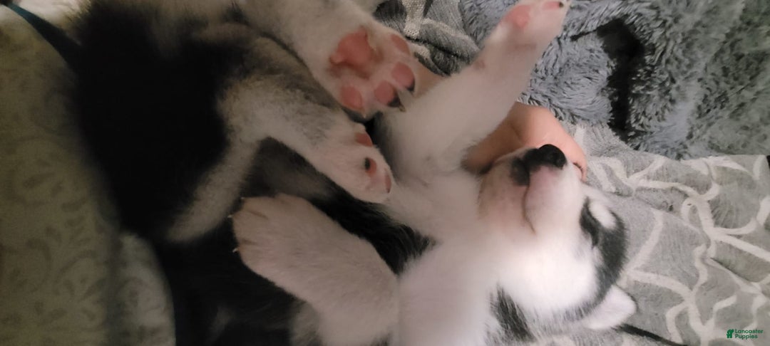 Gallery Image {{count}}