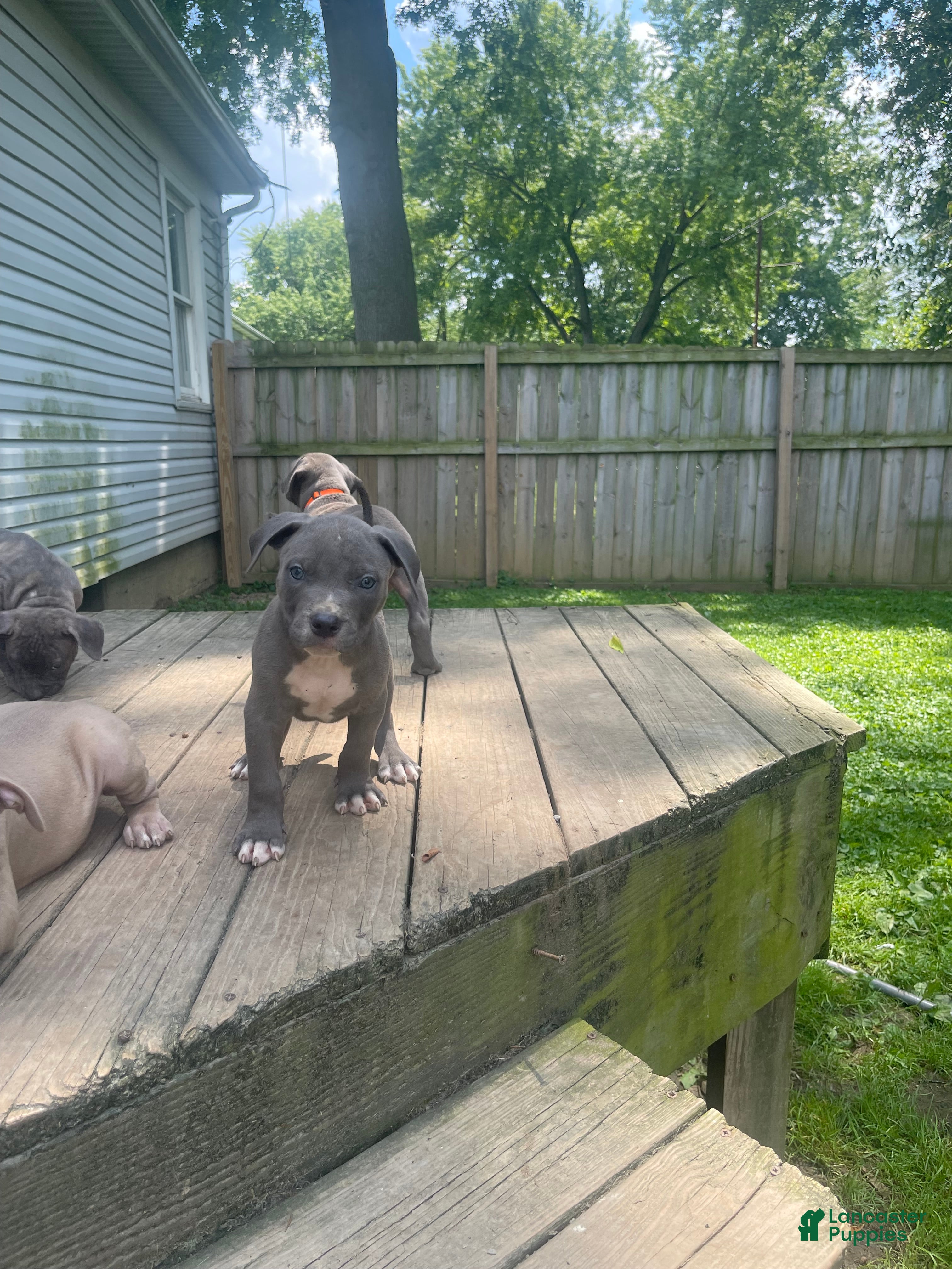 American Bully dogs American Bully 3 - Ad 2