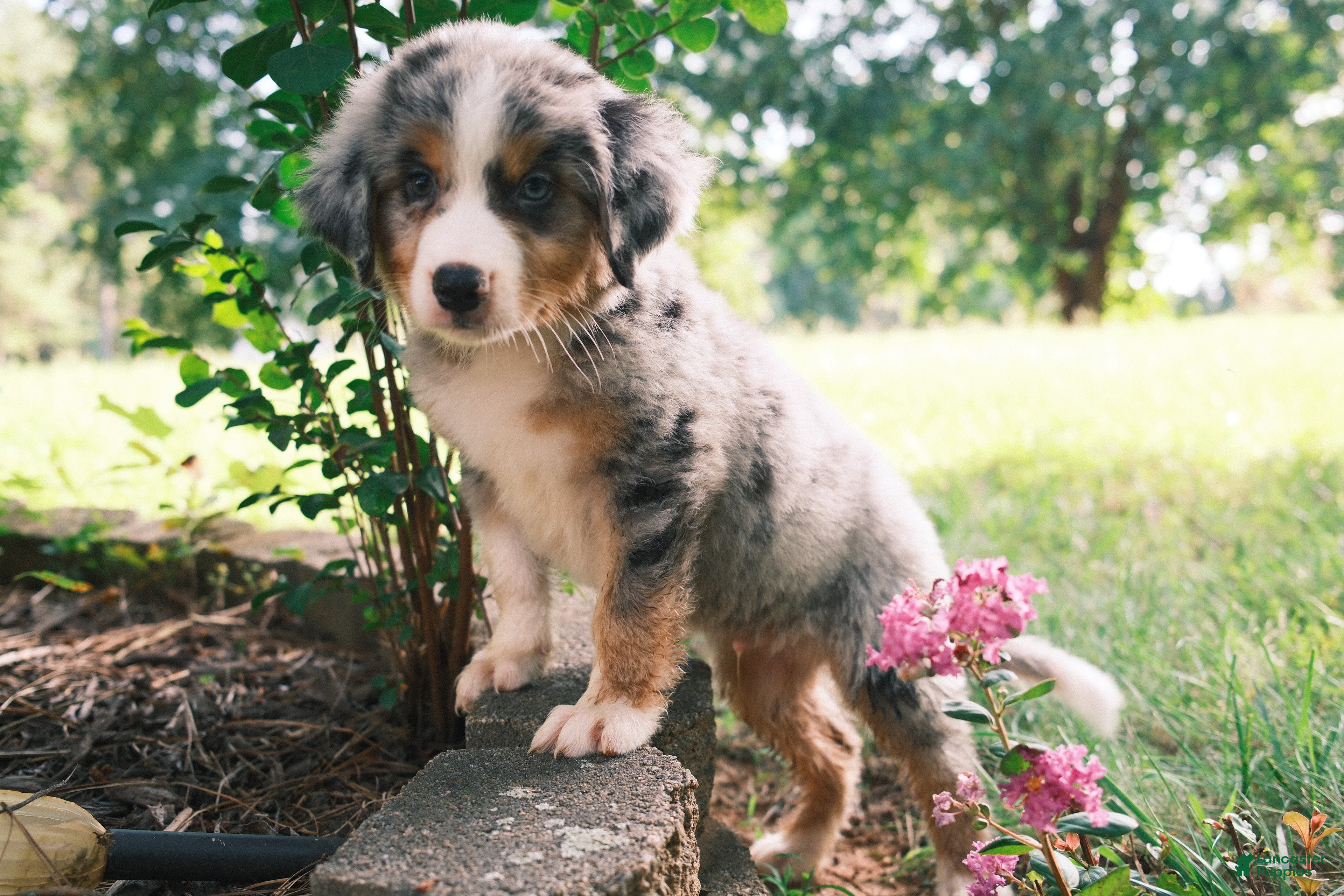 Mixed Breed dogs Blue eye boy - Ad 1