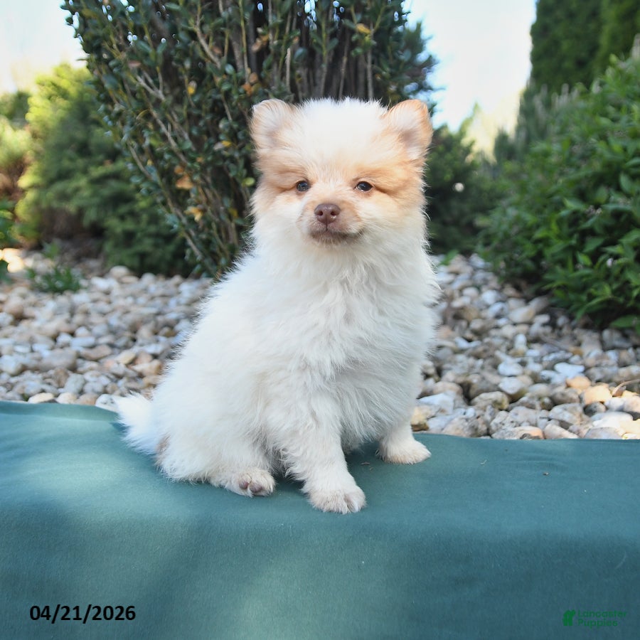 Pomeranian dogs Pedro - Ad 1