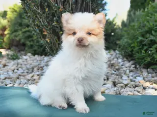 Pomeranian dogs for sale: Pedro - Ad 3